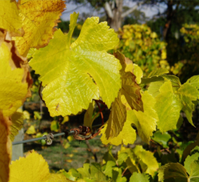 Vineyard