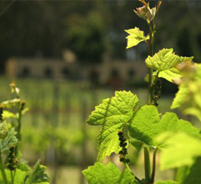 Vineyard