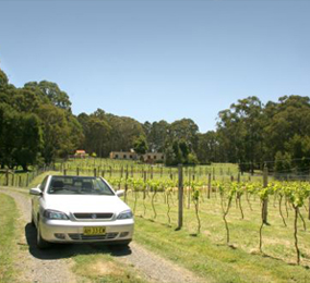 Vineyard