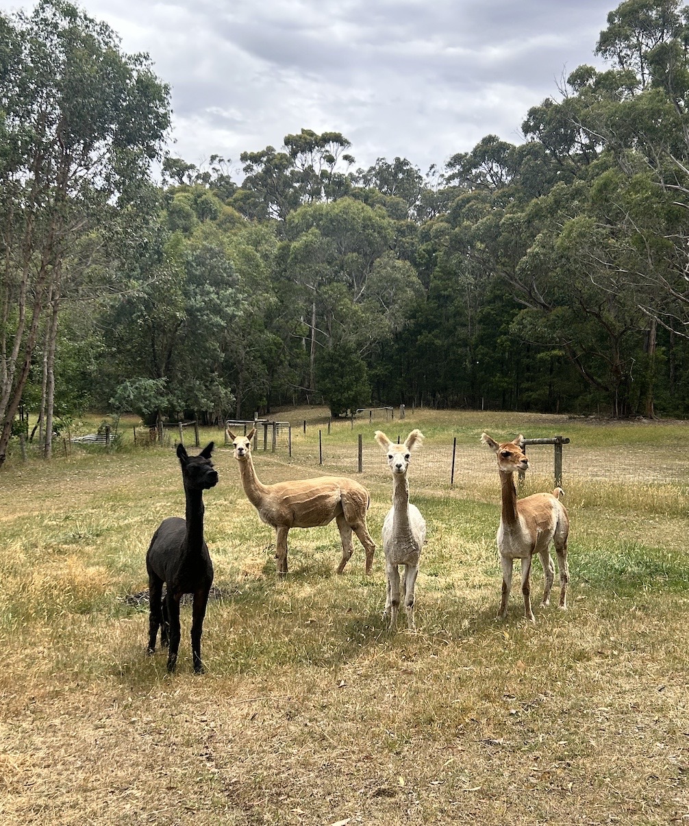Say hello to our Alpaccas - Dharma, Bonnie, Snowie and Spirit Our curious Alpacas